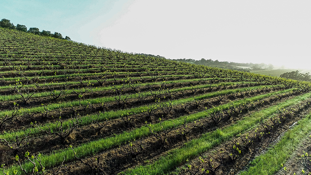 Claredon Hills vineyard 